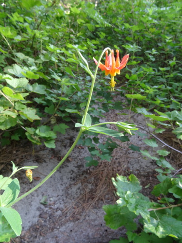 iNaturalist observation photo of western columbine
