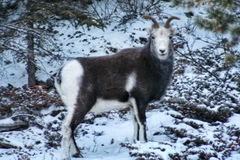 Ovis dalli stonei