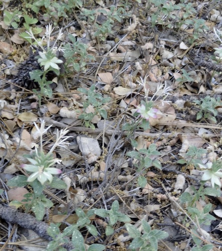 iNaturalist observation photo of Yellow monardella