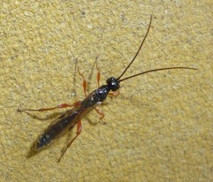 Xoridinae