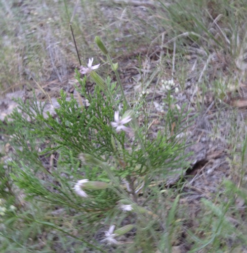 iNaturalist observation photo of San Francisco Campion