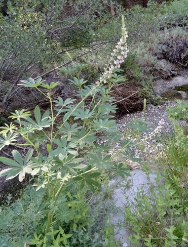 iNaturalist observation photo of Broadleaf Lupine