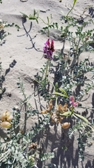 Astragalus magdalenae