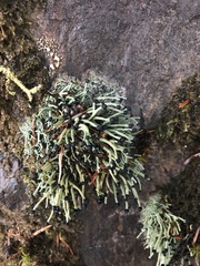 Pilophorus acicularis