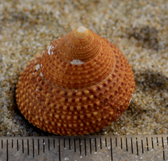 Maurea punctulata
