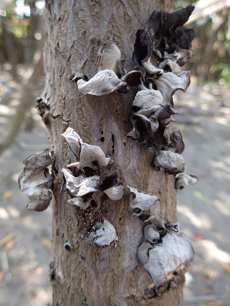 Auricularia polytricha · January 2019 · photo: © leaf0605 (iNaturalist, cc0)