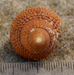 Maurea punctulata