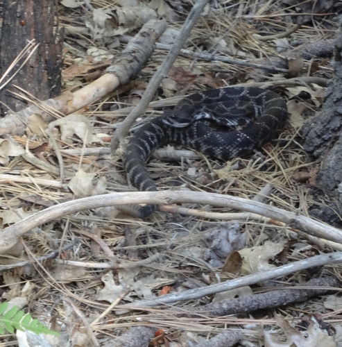 iNaturalist observation photo of Southern Pacific Rattlesnake