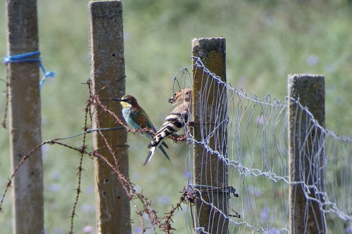 European Bee-eater (Merops apiaster), photo 9