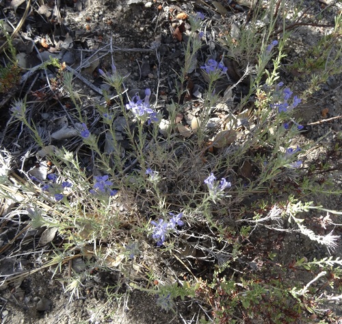 iNaturalist observation photo of giant woollystar
