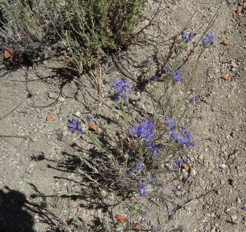 iNaturalist observation photo of giant woollystar