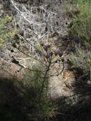 iNaturalist observation photo of Leafy Fleabane