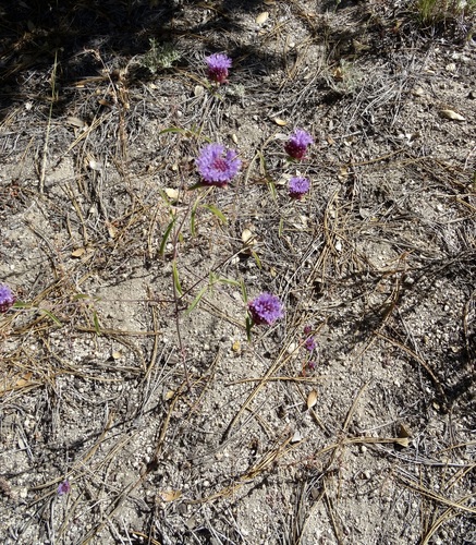 iNaturalist observation photo of Brewer's Monardella