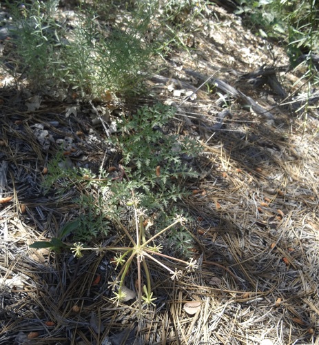iNaturalist observation photo of Parish's umbrellawort