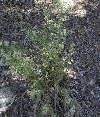 iNaturalist observation photo of Narrow-leaved Bedstraw