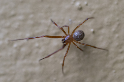 Red House Spider