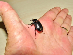 Cyphonistes vallatus