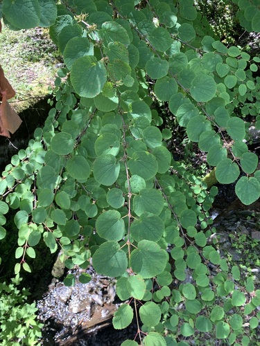 Cercidiphyllum magnificum (Cercidiphyllum magnificum)