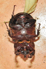 Cyphonistes vallatus