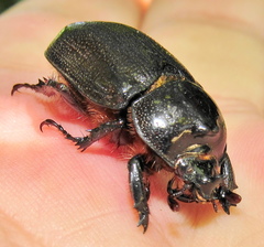 Cyphonistes vallatus