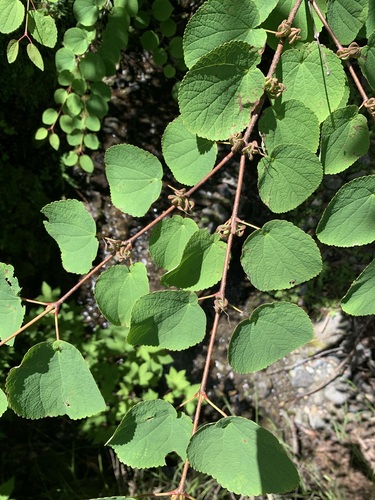 Image of Cercidiphyllum magnificum by (c) 岸本年郎, some rights reserved (CC BY)