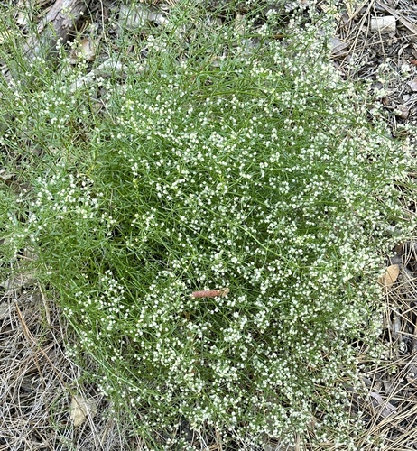 iNaturalist observation photo of Narrow-leaved Bedstraw