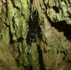 Coelichneumon navus