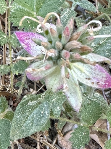 iNaturalist observation photo of Yellow monardella