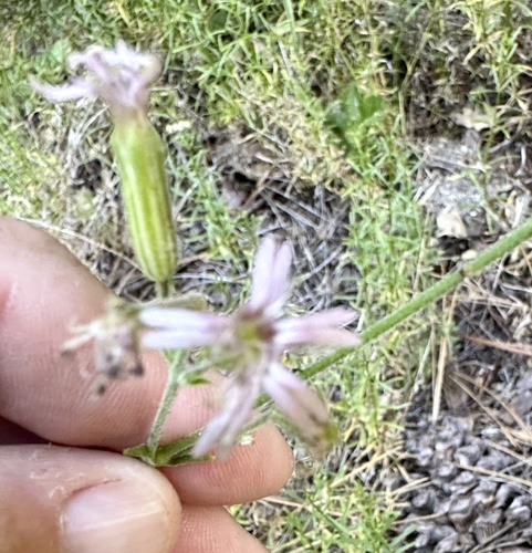 iNaturalist observation photo of San Francisco Campion