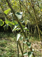 Stephania cephalantha