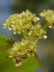 Stephania cephalantha