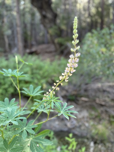 iNaturalist observation photo of Broadleaf Lupine