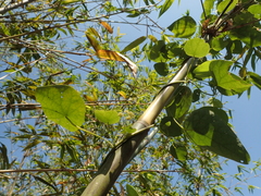 Stephania cephalantha