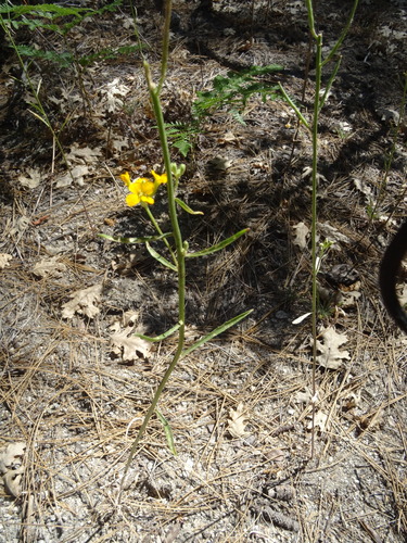iNaturalist observation photo of Western Wallflower