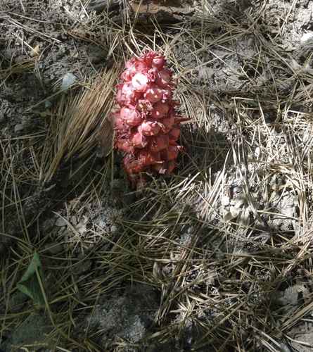 iNaturalist observation photo of Snowplant
