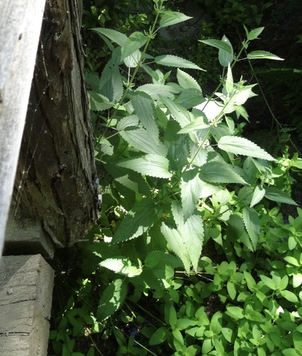 iNaturalist observation photo of slender stinging nettle