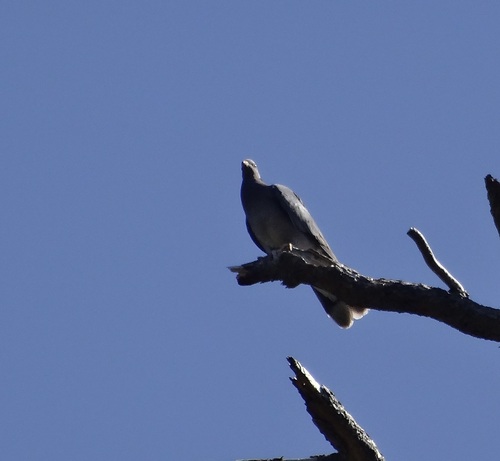 iNaturalist observation photo of Band-tailed Pigeon