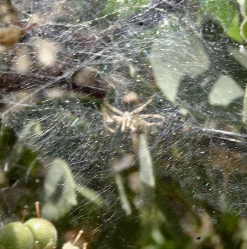 iNaturalist observation photo of Typical Funnel Weavers