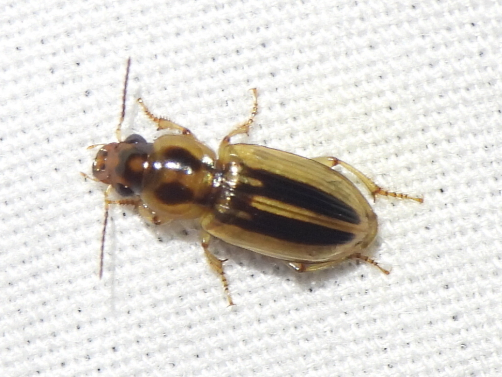 Stenolophus binotatus