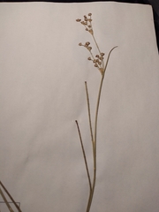Juncus brachycephalus