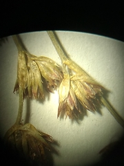 Juncus brachycephalus