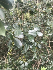 Rhoicissus revoilii