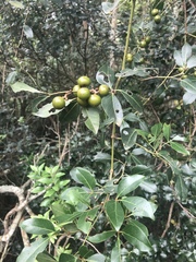Rhoicissus revoilii