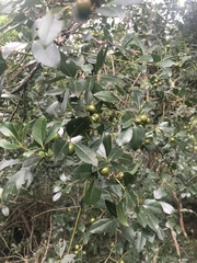 Rhoicissus revoilii