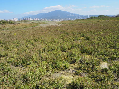 Suaeda marittima