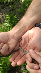 Nerodia sipedon insularum