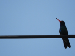 Cynanthus latirostris