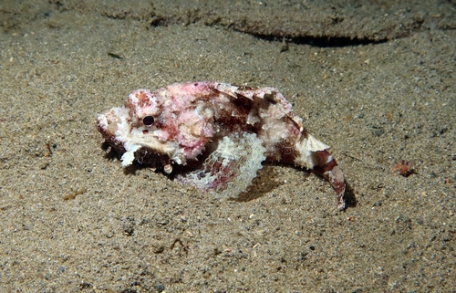 Red Scorpionfish, photo 6 of 7