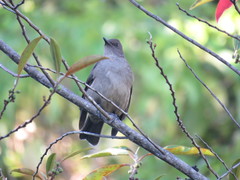 Turdus plebejus