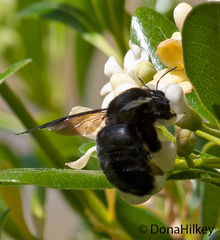 Xylocopa